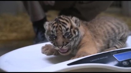 Tải video: Francia, allo zoo di Amiens nati due cuccioli di tigre di Sumatra