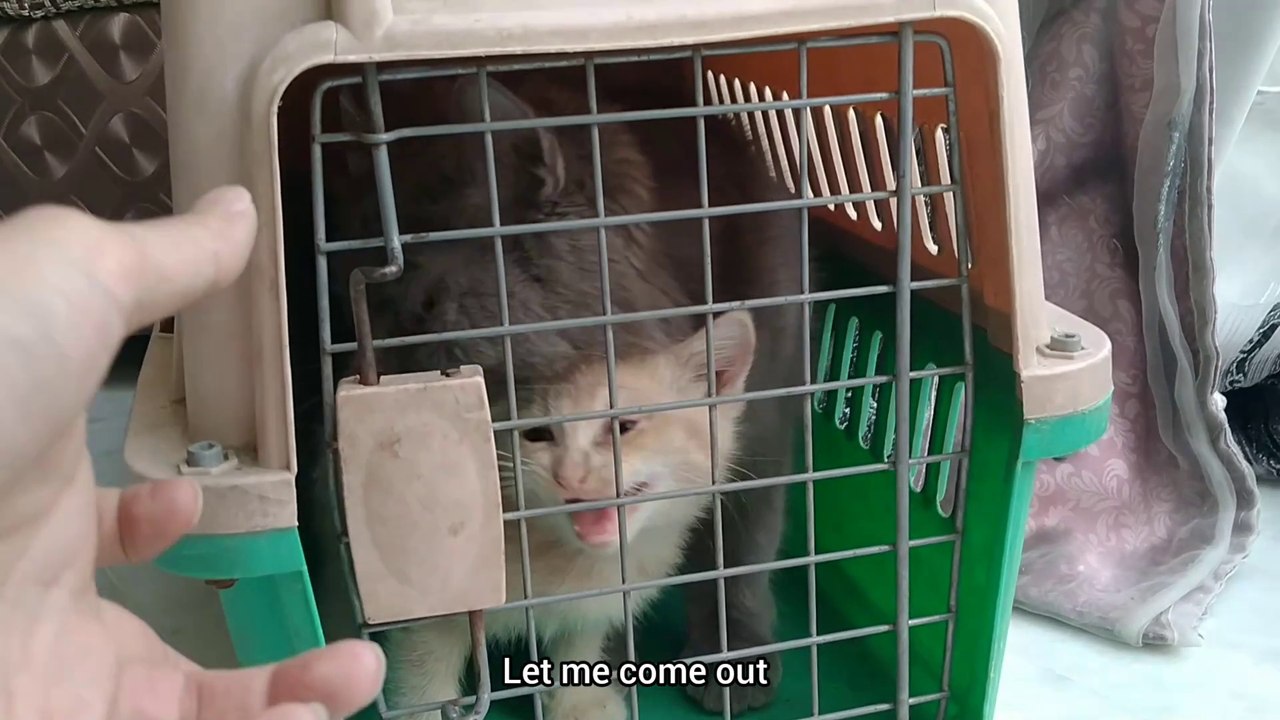 Nursing Mother Has Adopted Stray Kitten But She Is Hiding Herself