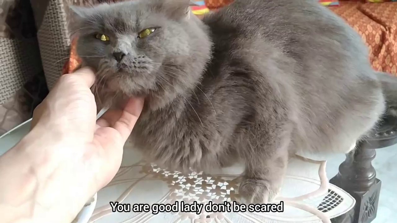 Nursing Mother Is Hungry But She Is Very Scared Of Strangers And Noises