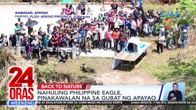 Nahuling Philippine Eagle, pinakawalan na sa gubat ng Apayao | 24 Oras Weekend