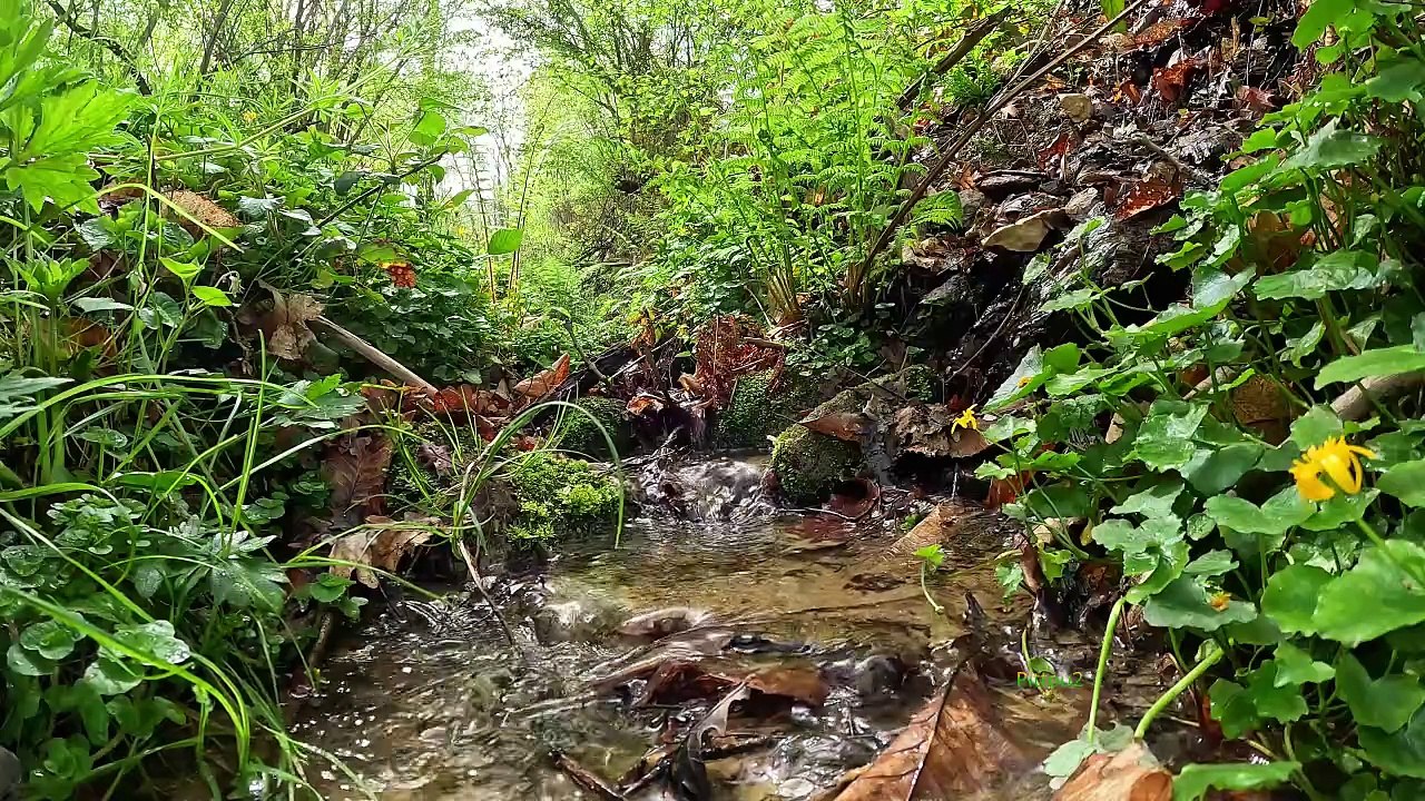 "Bien-être" Eau Petit Ruisseau Fleur Jaune - Relaxation Détente