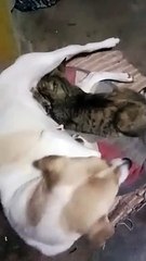 ang pusang dumudodo sa aso