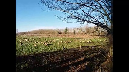 Sugar beet Problems - Part 2 - Episode 3