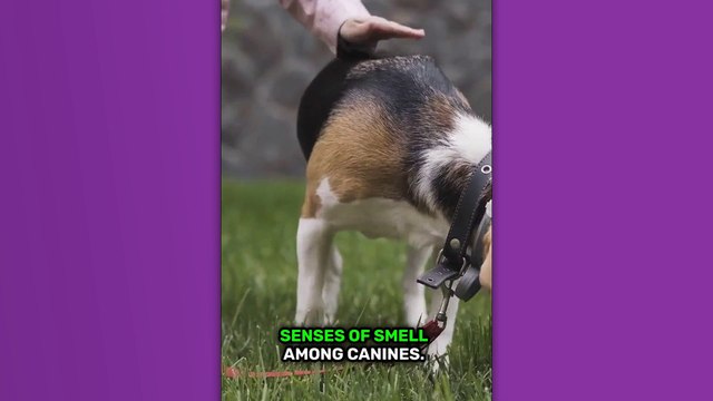 Revolutionizing Content Creation: Estonian AI Video Generator