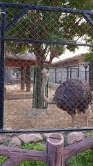 Ostriche is hungry i guess #viral #trending #foryou #reels #beautiful #love #funny #delicious #fun #love #yummy