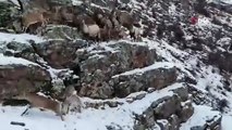Koruma altındaki dağ keçileri görüntülendi