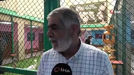 Van Kedi Villası bayram tatilinde ziyaretçilerini ağırlıyor