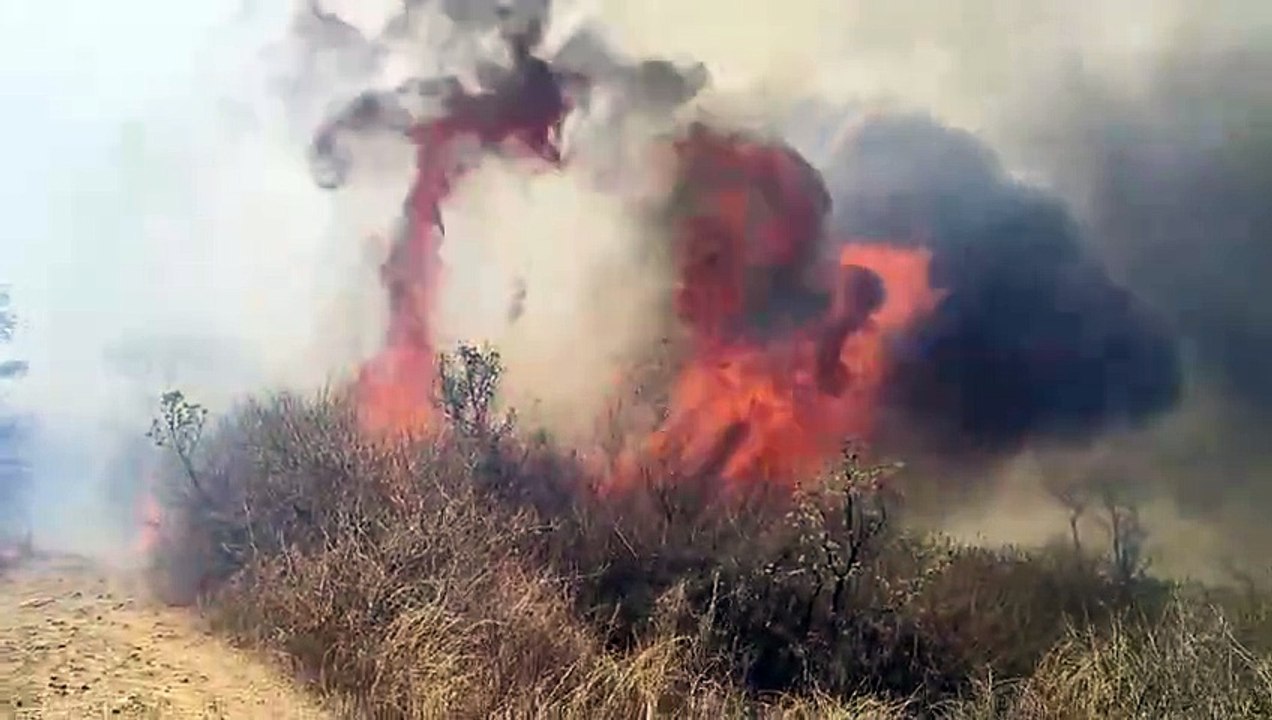 Fire in forest closure, trees and vegetation burnt in 75 hectares