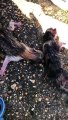 Arrojan a un contenedor de basura en Soria a cuatro gatitos vivos recién nacidos