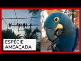 Nove araras-azuiss-de-lear são devolvidas à natureza na Bahia