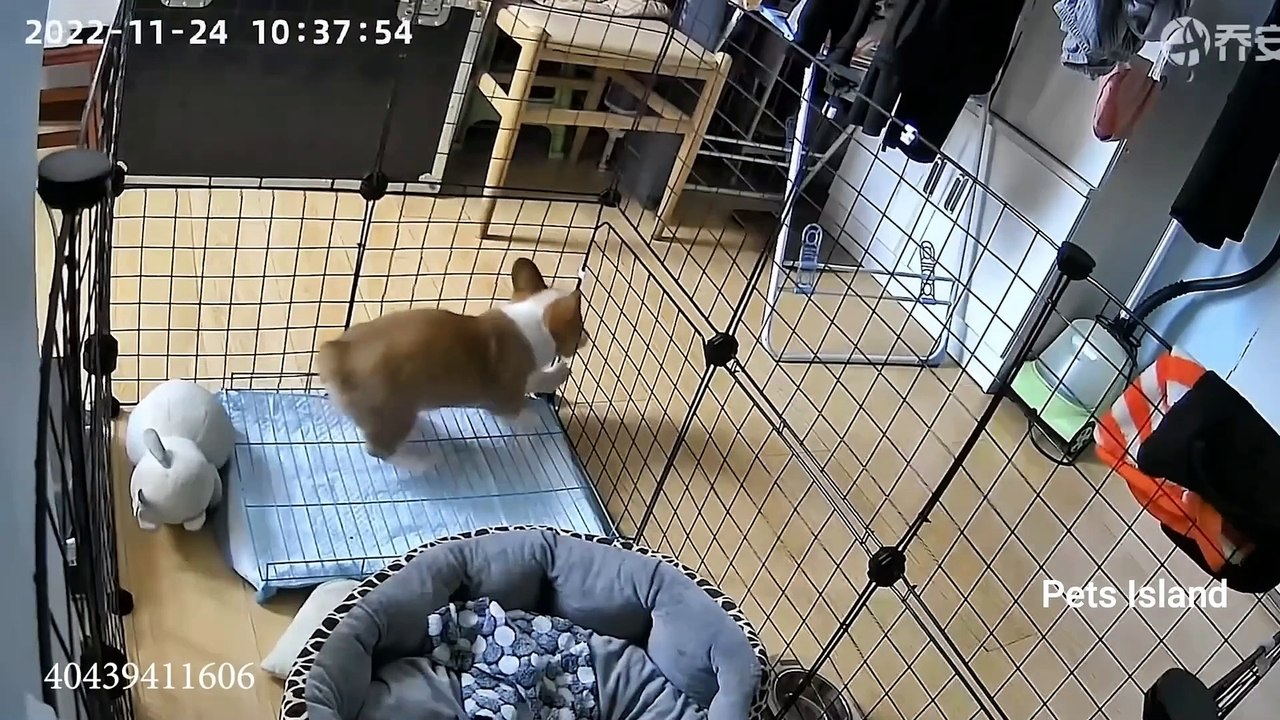 The FUNNIEST Animal Videos of 2024! DON'T LAUGH CHALLENGE