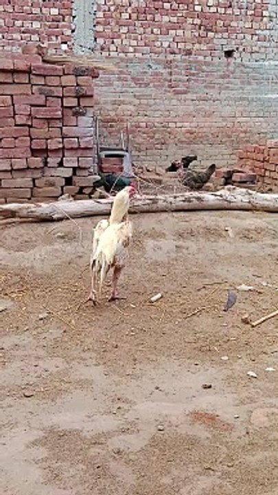 Hens drinking water