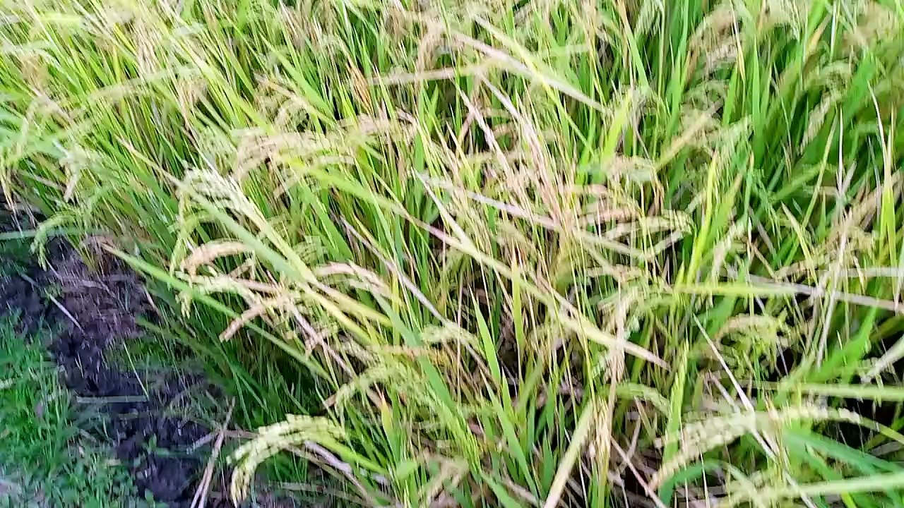 Palay