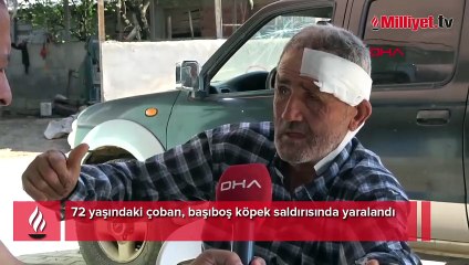 72 yaşındaki çoban dehşeti yaşadı! 'Önce koyunlara sonra bana saldırdı'