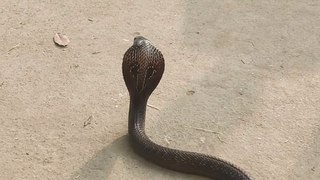 Rescue Big Size Cobra