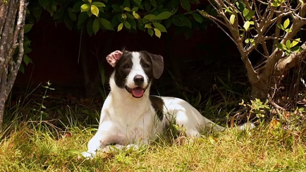 funny dog