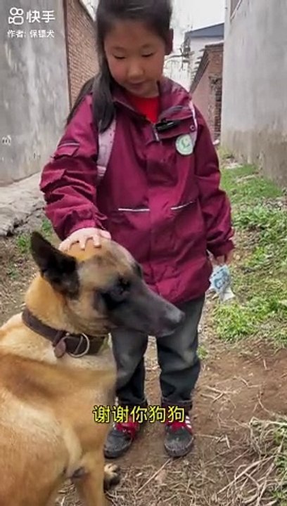 Dog story likee short especial especially