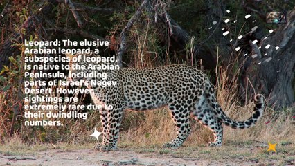 Animals Which Will Race Against Extinction Because of This Iran vs Israel War!