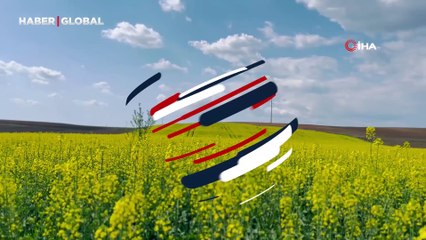 Trakya'nın yeni "altın sarı çiçeği" çiçek açtı