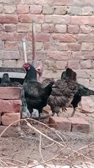 Hens pecking food