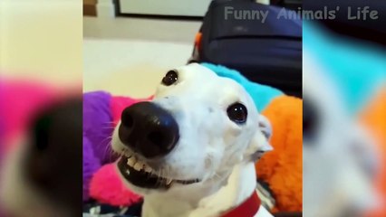 Funniest And Cutest Dogs And Cats Funny Pet Animals' Life - video Dailymotion