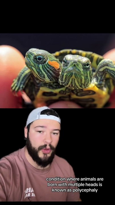 This Is Why Animals Are Born With 2 Heads