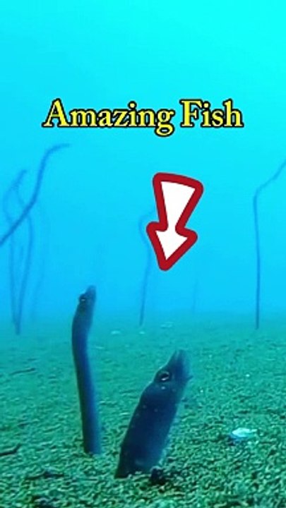 White fish