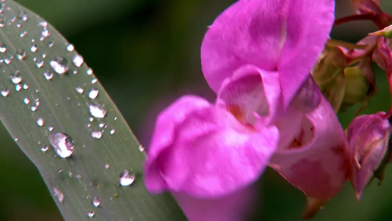 La scabrosa passione di Carolin - Clip puntata 20.03.2024