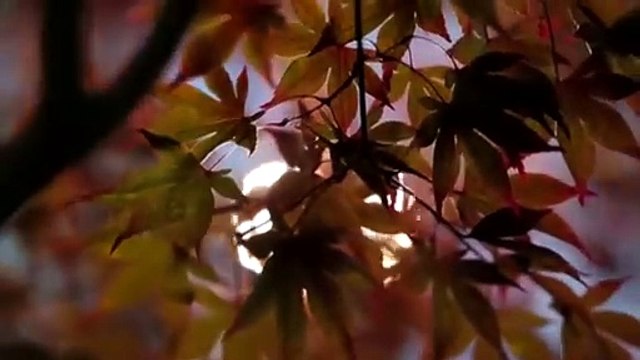 Ma vie dans la tienne 2016 — Lara Fabian Music Video Collection Volume2