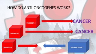 How do anti-oncogenes work?