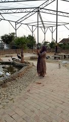 hen and ducks #viral #trending #foryou #reels #beautiful #love #funny #delicious #fun #love #yummy