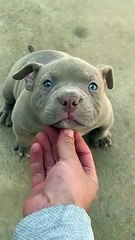 8 weeks old pitbull with blue eyes