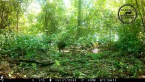Vida Selvagem: Três Onças-Pardas juntas flagradas pela Câmera de Trilha