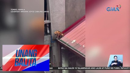 Asong nasa bubong ng bahay sa gitna ng tirik ng araw, nasagip | UB