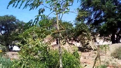 H2fogp: Un proyecto del Dr.José Antonio Samamé Saavedra