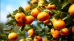 Moora Citrus overview | April 15, 2024 | Farmonline