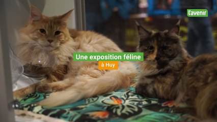 Une exposition de chats à Huy