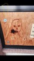 Faces Appeared on the Wooden Surfaces