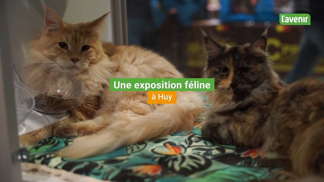Une exposition de chats à Huy