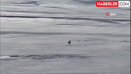 Van'da aç kalan tilkiler karda yiyecek aradı