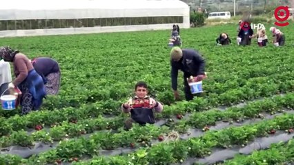Kilosu 50 TL'ye kadar düştü: Çilekte açıkta hasat zamanı