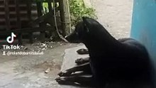 doggi time