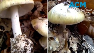 One dead as police probe possible mushroom poisoning