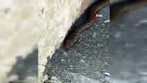 Elazığ'da en zehirli tür olan engerek yılanı görüntülendi