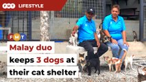 Duo running cat shelter believes dogs matter too