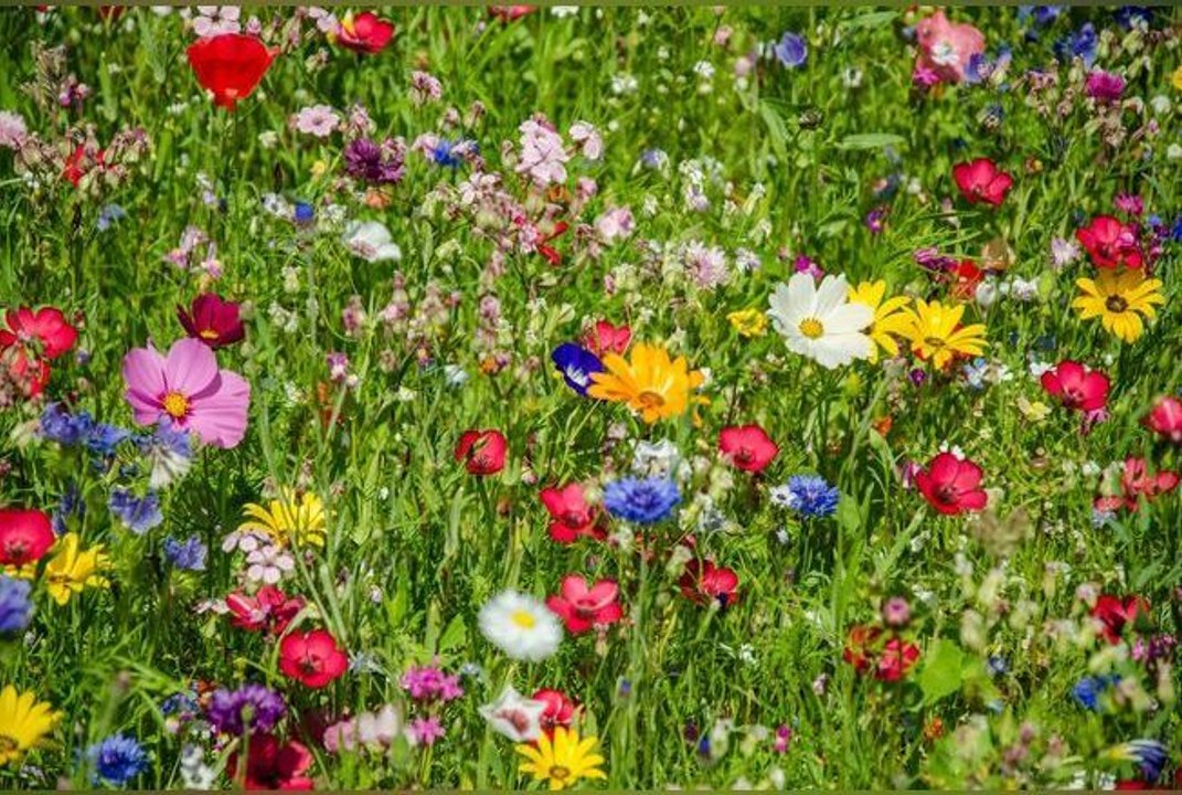 Voici pourquoi il est bénéfique de transformer votre pelouse en une prairie fleurie