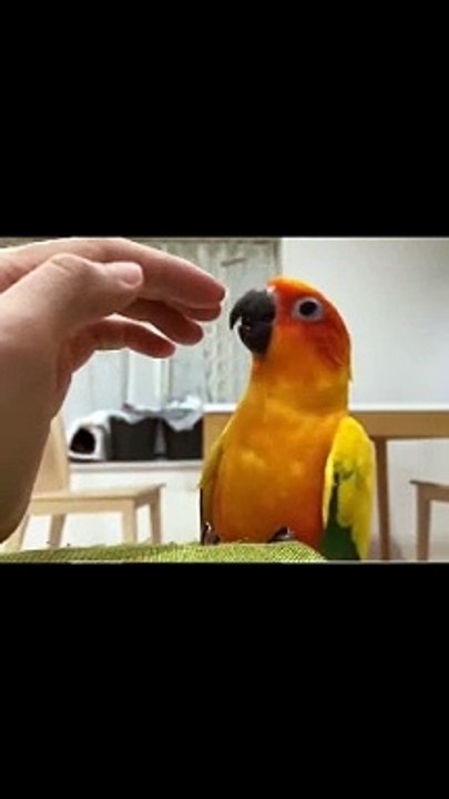 The Dog is trying to gets down his brother safely-- Animal Funny Vine- Animal Funny Moments -- Funny Videos - video Dailymotion