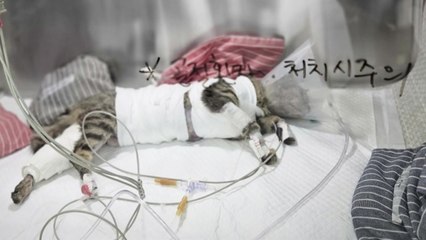 길고양이 사납게 공격한 진돗개...입마개 없었던 이유는? [앵커리포트] / YTN