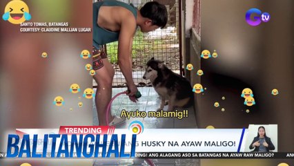 DramaQueen: Husky Ayaw Maligo! 🐶