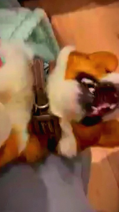 cute dogs